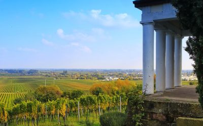 Pourquoi investir dans un domaine viticole?